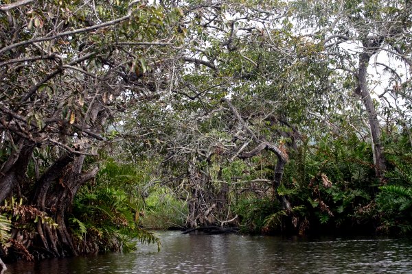 The Jungle tour goes deeper 